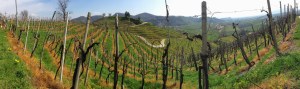 Vigneto nella zona di Cartizze (dal sito di Slow food)