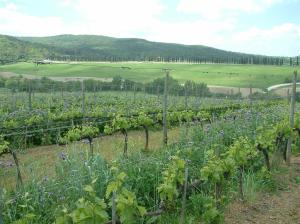 Vigneto con sovescio