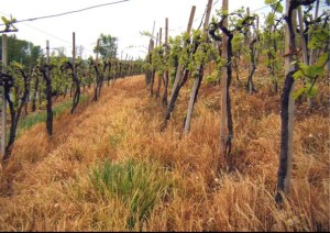 Vigneto diserbato con erba secca