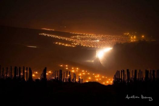 Falò-nei-vigneti-in-Francia1